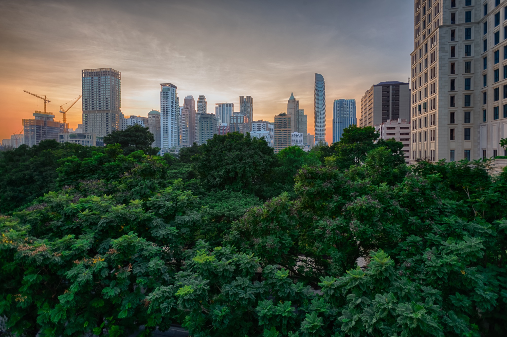 A city skyline rising behind a dense green tree canopy at sunset
