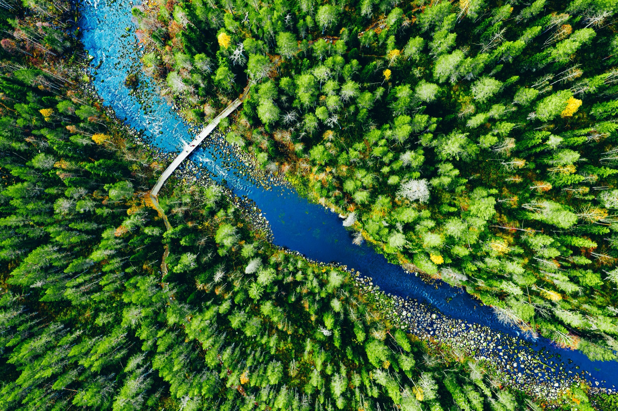 Aerial view of a river flowing through a dense green forest